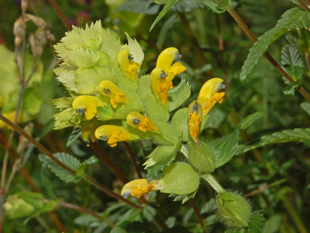 Ancora dei fiori gialli - Rhinanthus sp.